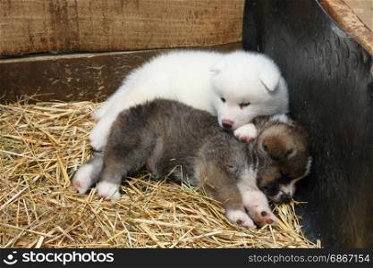 Cute newborn Akita Inu puppies resting after game
