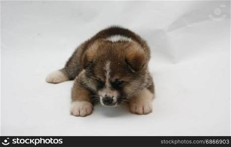 Cute newborn Akita Inu puppy