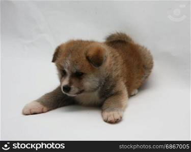 Cute newborn Akita Inu puppy