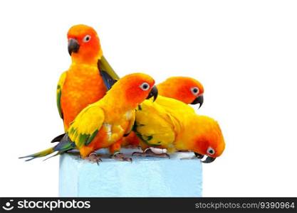 Cute of Sun conure parrots isolated on white background. Clipping path