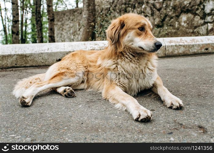 Cute old dog lying resting on the asphalt