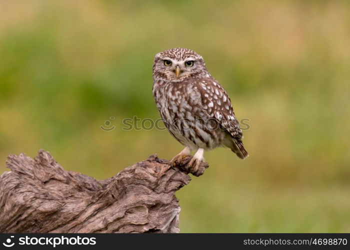 Cute owl, small bird with big eyes in the nature