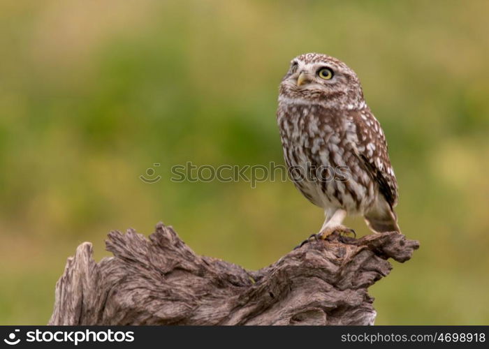 Cute owl, small bird with big eyes in the nature