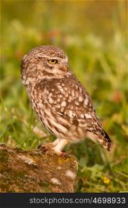 Cute owl, small bird with big eyes in the nature