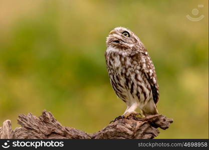 Cute owl, small bird with big eyes in the nature