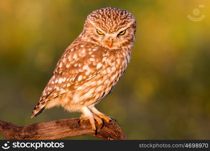 Cute owl, small bird with big eyes in the nature