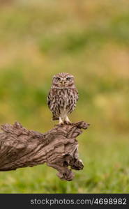 Cute owl, small bird with big eyes in the nature