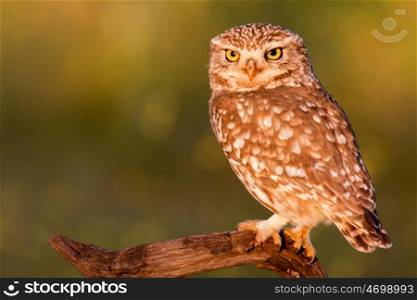 Cute owl, small bird with big eyes in the nature