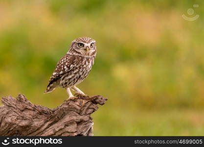 Cute owl, small bird with big eyes in the nature