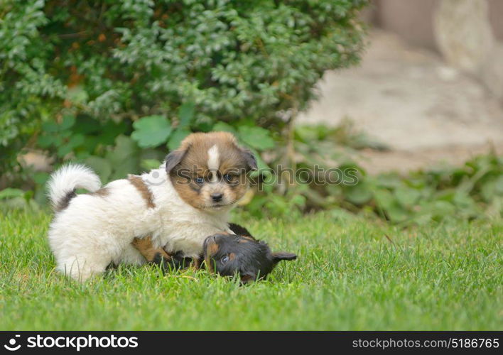 Cute pekingese puppy dogs play on grass