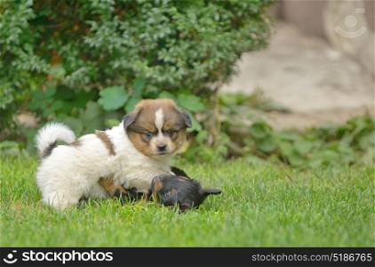 Cute pekingese puppy dogs play on grass