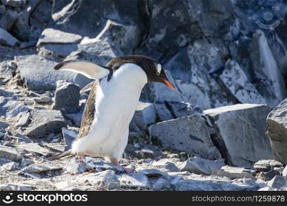 Cute penguin walks alone on rocky mountain with blue stones in Antarctica