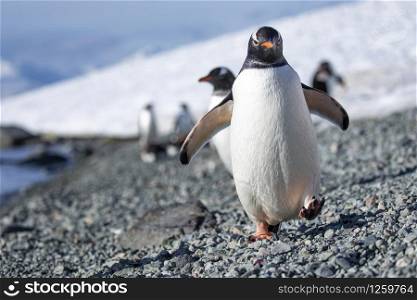 Cute penguin walks close up with gray stones on the shore with wings spread