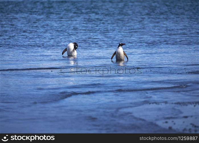 Cute penguins relaxes while bathing in blue hot spring water in volcanic lake in Antarctica