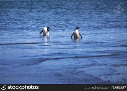 Cute penguins relaxes while bathing in blue hot spring water in volcanic lake in Antarctica