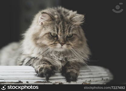 Cute Persian cat sitting on wood table