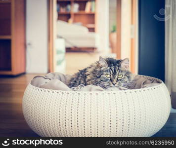 Cute pet cat sitting in his basket with pillows and looking at the camera on a flat background