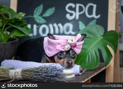 Cute pet relaxing in spa wellness . Dog in a turban of a towel among the spa care items and plants. Funny concept grooming, washing and caring for animals