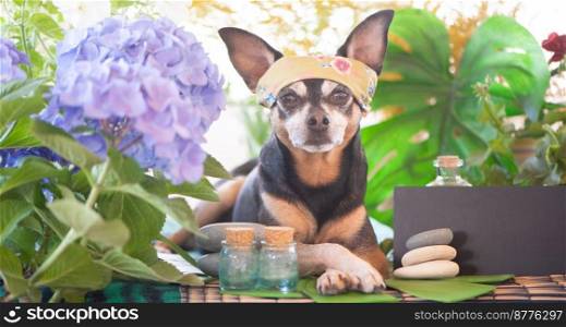 Cute pet relaxing in spa wellness . Dog in a turban of a towel among the spa care items and plants. Funny concept grooming, washing and caring for  animals. Dog grooming concept