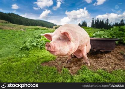 Cute pig grazing at summer meadow at mountains pasturage under blue sky. Organic agriculture natural background