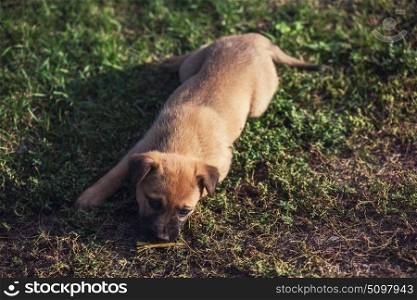 Cute playing puppy dog. Cute playing puppy dog on a green grass