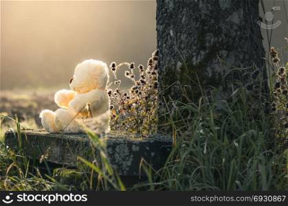 Cute plush bear toy sitting on an old wooden bench at the base of a tree, alone, under the light of the morning sun.