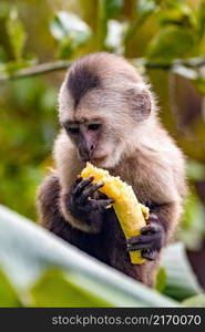 Cute portrait of capuchin wild monkey eating banana in the jungle. Cute portrait of capuchin wild monkey eating banana