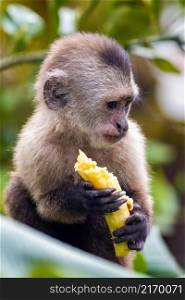 Cute portrait of capuchin wild monkey eating banana in the jungle. Cute portrait of capuchin wild monkey eating banana