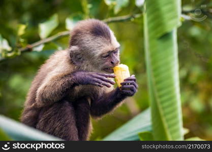 Cute portrait of capuchin wild monkey eating banana in the jungle. Cute portrait of capuchin wild monkey eating banana