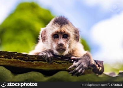 Cute portrait of curious capuchin wild monkey looking at the camera close up. Cute portrait of curious capuchin wild monkey looking at the camera