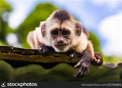Cute portrait of curious capuchin wild monkey looking at the camera close up. Cute portrait of curious capuchin wild monkey looking at the camera