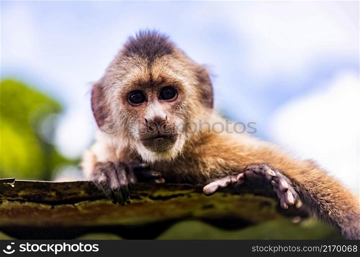 Cute portrait of curious capuchin wild monkey looking at the camera close up. Cute portrait of curious capuchin wild monkey looking at the camera