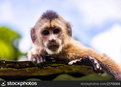 Cute portrait of curious capuchin wild monkey looking at the camera close up. Cute portrait of curious capuchin wild monkey looking at the camera