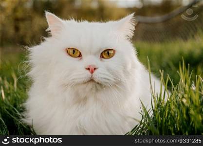 Cute portrait of white highland straight fluffy cat on green lawn background. Luxurious domestic kitty breathes fresh air in nature on walk.. White highland straight fluffy cat, green lawn background.Domestic kitty on walk