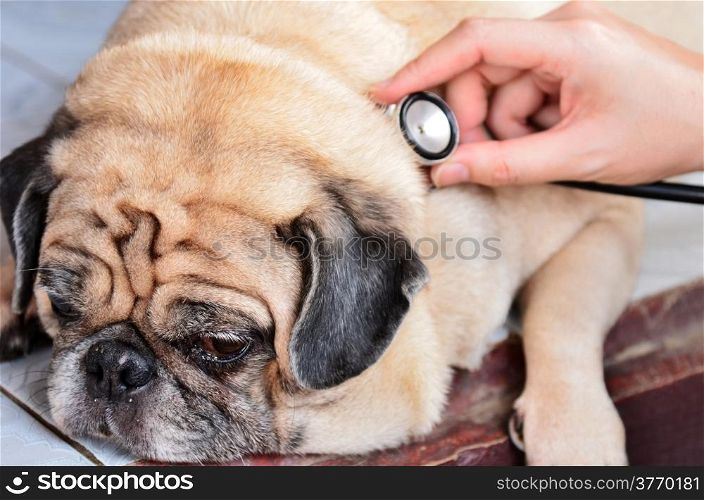 Cute pug dog at the vet getting a checkup