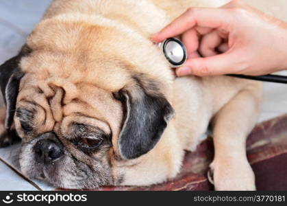 Cute pug dog at the vet getting a checkup