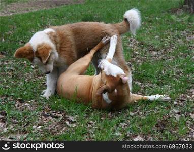 Cute puppies enjoying and playing in public park