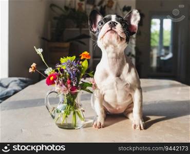 Cute puppy and a bouquet of bright flowers on the windowsill in the rays of sunlight. Studio shot. Clear, sunny day. Close-up, indoors. Day light. Concept of care and training pets. Cute puppy and a bouquet of bright flowers