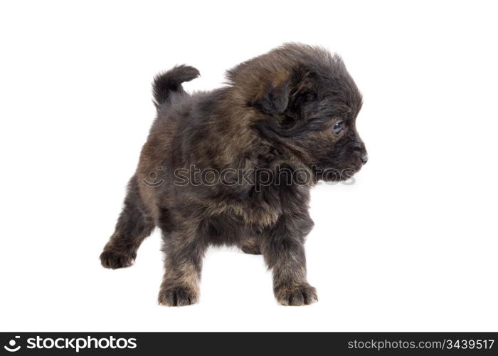 Cute puppy dog brown on white background