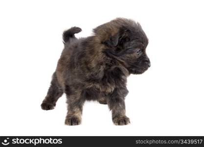 Cute puppy dog brown on white background