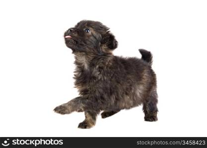 Cute puppy dog brown on white background