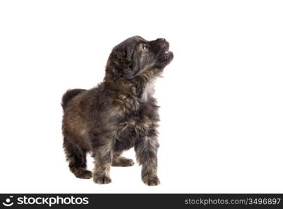 Cute puppy dog brown on white background