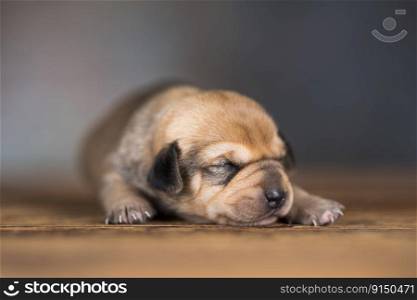 Cute puppy dog sleeping, animals concept