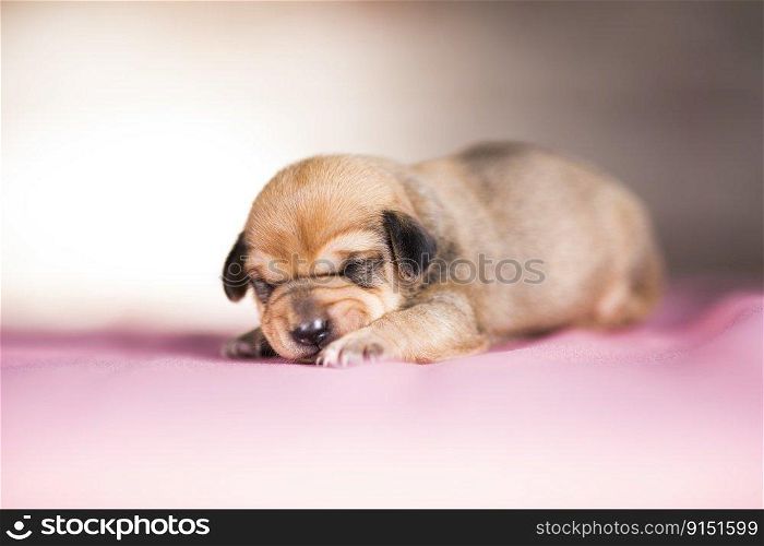 Cute puppy dog sleeping, animals concept