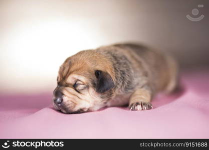 Cute puppy dog sleeping, animals concept