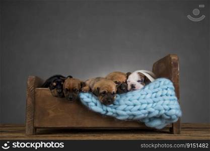 Cute puppy dog sleeping in its bed