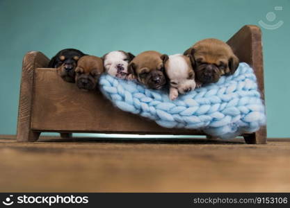 Cute puppy dog sleeping in its bed