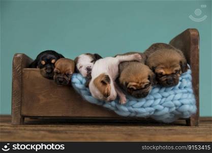 Cute puppy dog sleeping in its bed