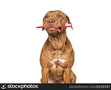 Cute puppy holding toothbrush. Close-up, indoors. Studio shot, isolated background. Concept of care, education, obedience training and raising pets. Cute puppy holding toothbrush. Closeup. Studio shot
