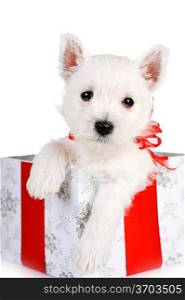 cute puppy in present box close up